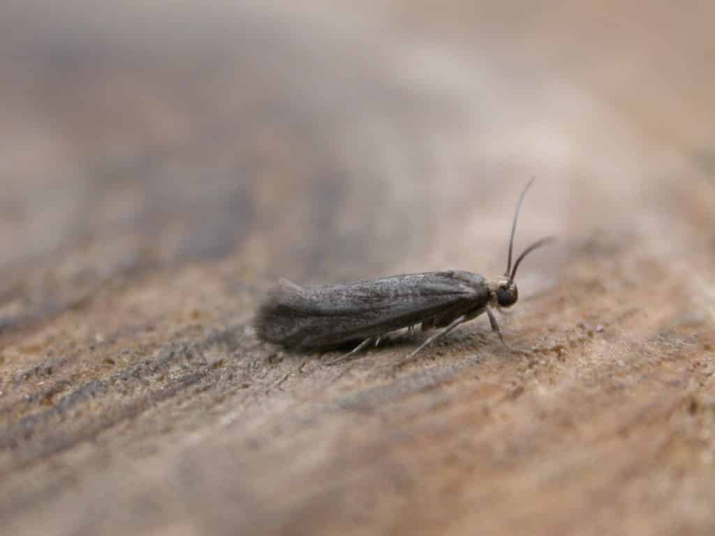 mountain ash moth