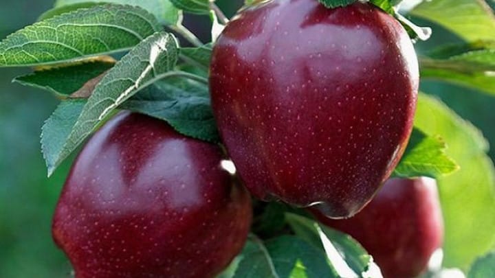 ābolu koks sarkans garšīgs