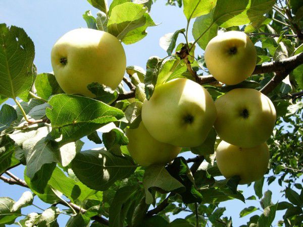 Polu-patuljasta stabla jabuka