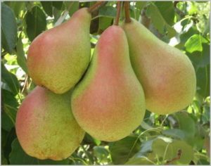 Descripción y características de la variedad de pera Belleza, plantación y cuidado del bosque
