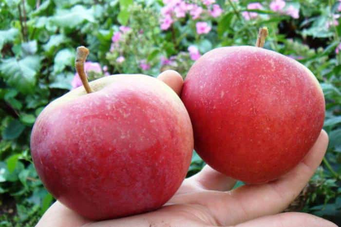 vẻ đẹp của cây táo sverdlovsk