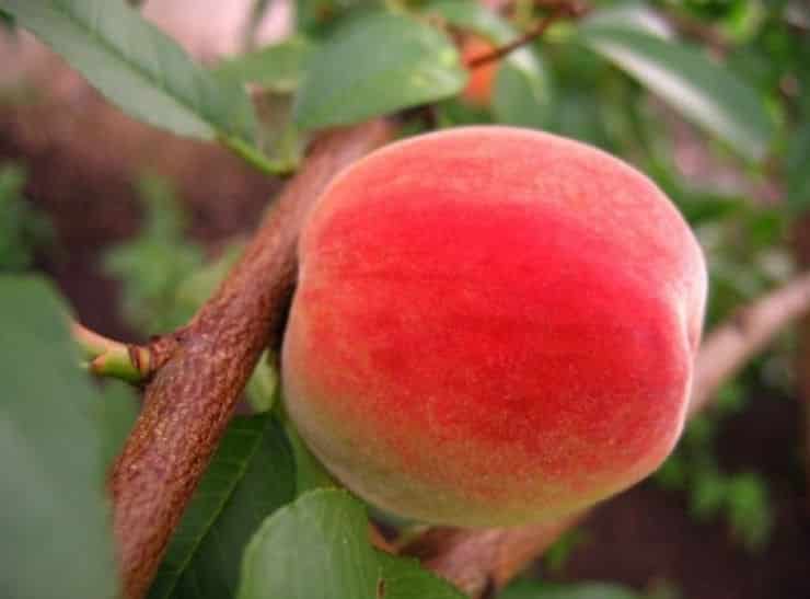 persiku kopšana