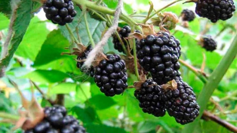 blackberry iba't ibang mga thornfree