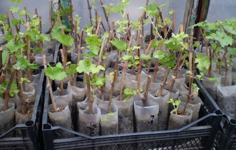 grape seedlings