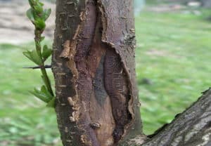 Hvad skal man gøre, hvis barken på et æbletræ revner, årsager og behandlingsmetoder