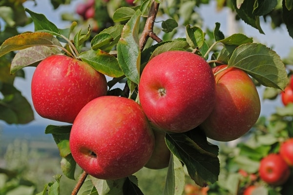 ābolu koku aports
