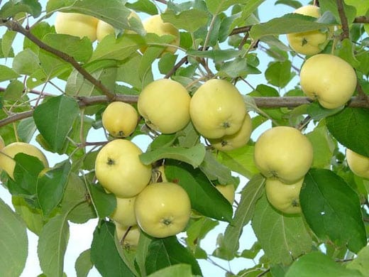 æble-træ Ural bulk