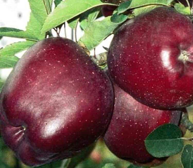 poma vermell deliciós