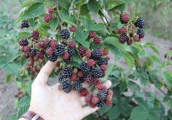 blackberry black satén