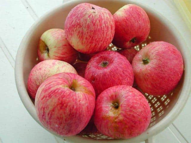 elma ağacı borovinka