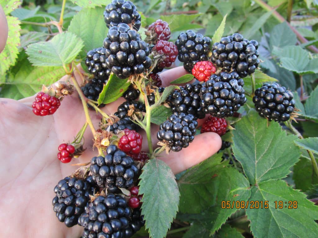 Odrůda Doyle blackberry