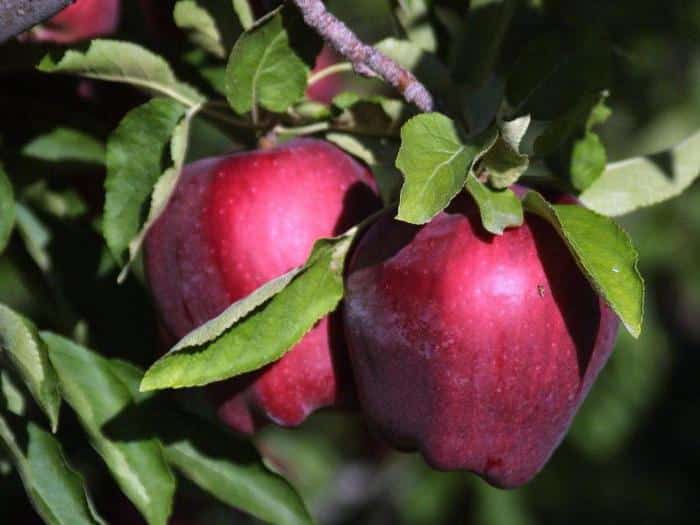 apple tree red delicious