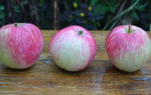 Mô tả và đặc điểm của giống táo Bashkirskaya krasavitsa, ưu nhược điểm