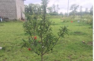 Waarom de appelboom na het planten niet in hoogte groeit op de site en wat te doen