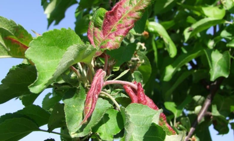 æbletræets blade krøller og bliver røde