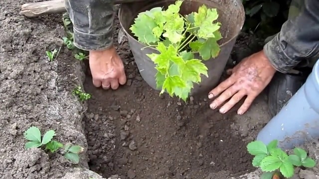 planting grapes