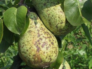 Causes of scab on a pear and methods of dealing with drugs and folk remedies