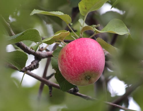 vẻ đẹp của cây táo Bashkir