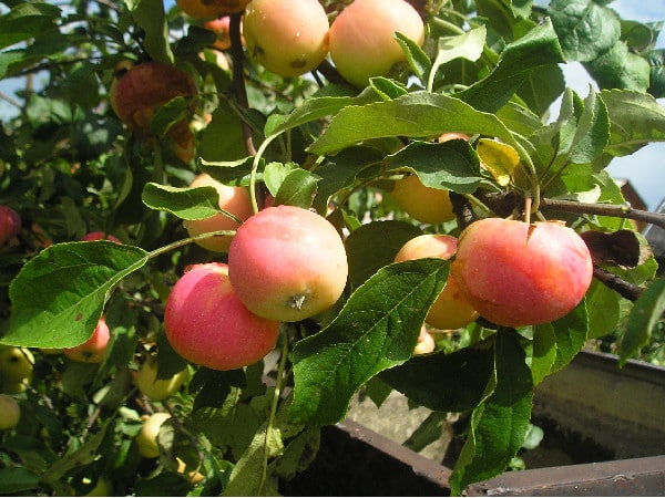Uralets Apfelbaum