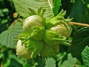 Planting, growing and caring for hazelnuts in the open field, variety selection and reproduction