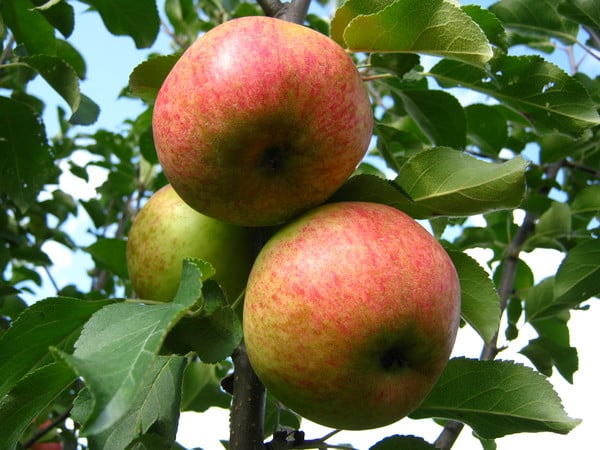 orzeł jabłoń