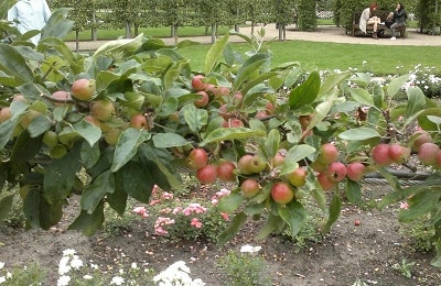 sürünen elma ağacı