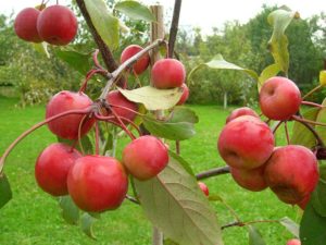 Description et caractéristiques de la variété de pommes Paradise, plantation, culture et entretien