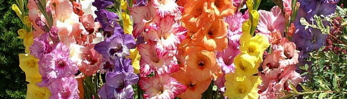 waarom gladiolen van kleur veranderen