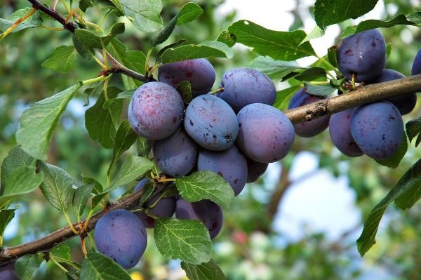 pruning plum