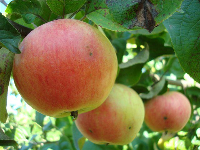 æbletræ arkader