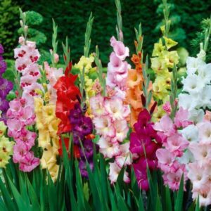 Jak množit gladioly se semeny, cibulkami a dětmi, příprava na výsadbu