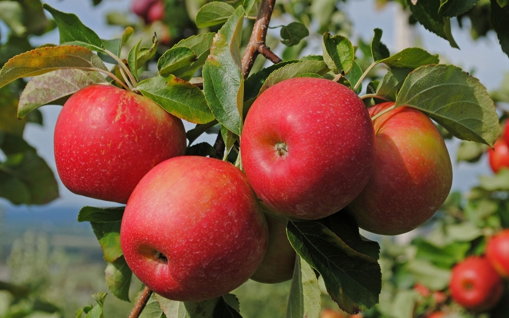 stablo jabuke Cortland