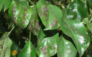 Why do the leaves on a pear tree turn black, what to do and how to treat, how to deal with the disease