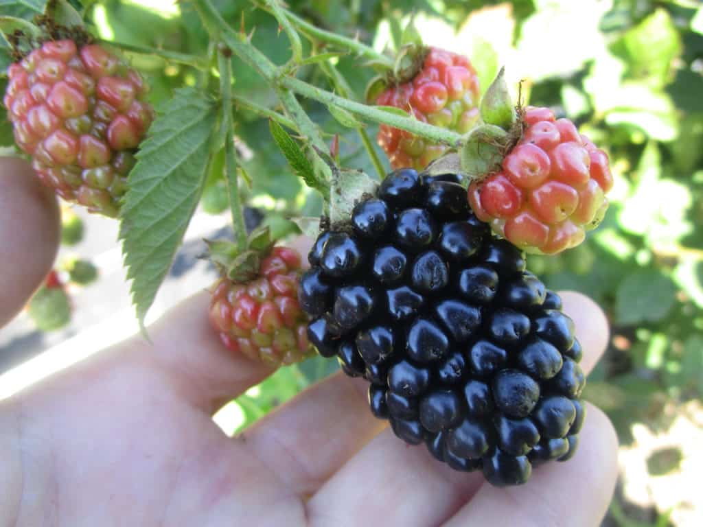 blackberry sort Kiova