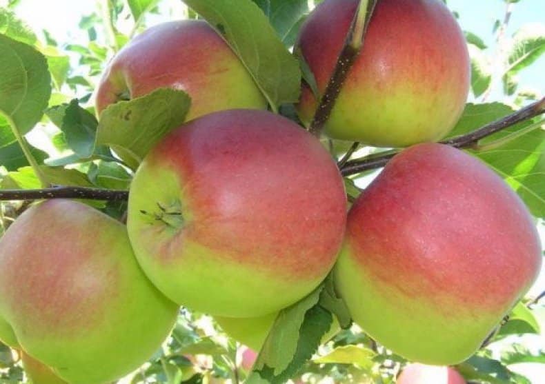 appelboom Bashkir schoonheid