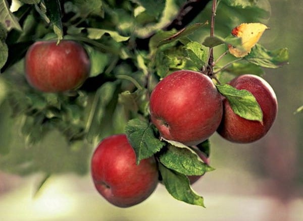 apple tree legend