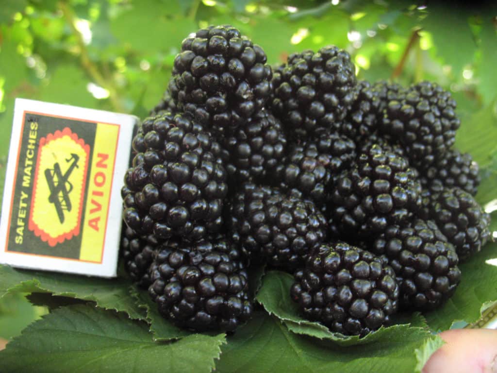 blackberry sort Vundet