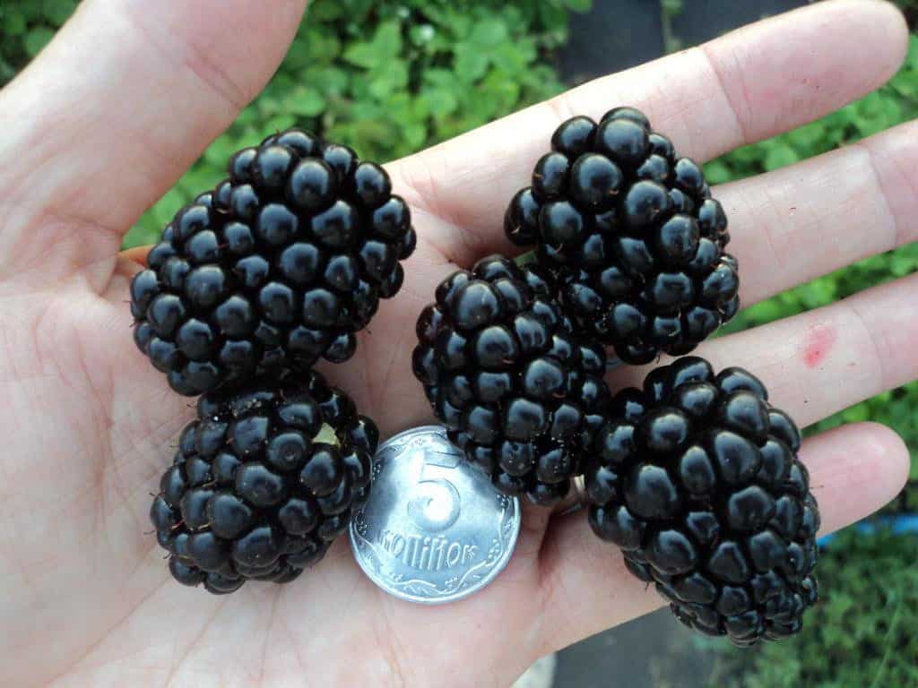 blackberry trojitá koruna