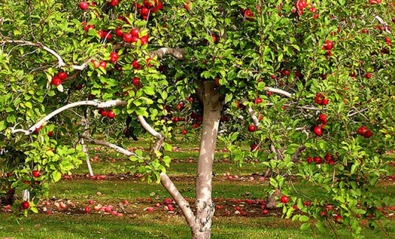 ripe apple tree