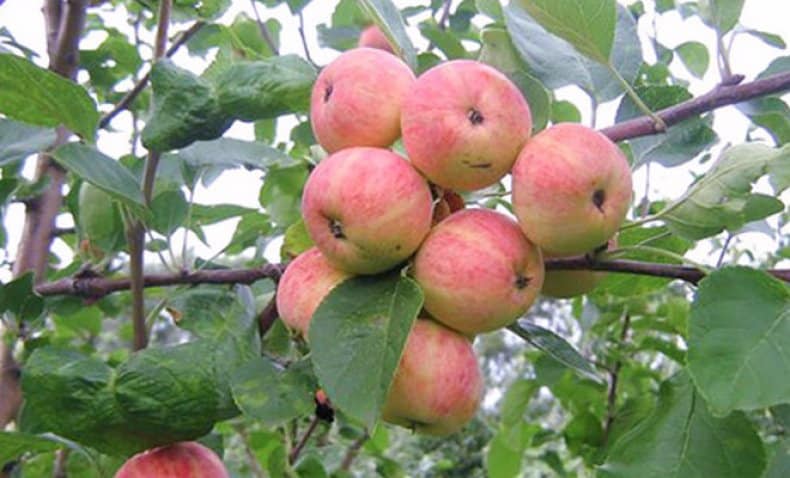 Uralets apple tree