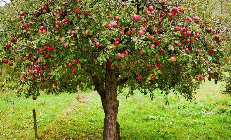 Uralets stablo jabuke