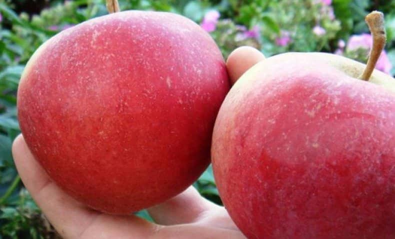 vẻ đẹp của cây táo sverdlovsk