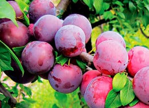 Descripció de les millors varietats i híbrids de prunes per a la regió de Moscou, plantació i cultiu