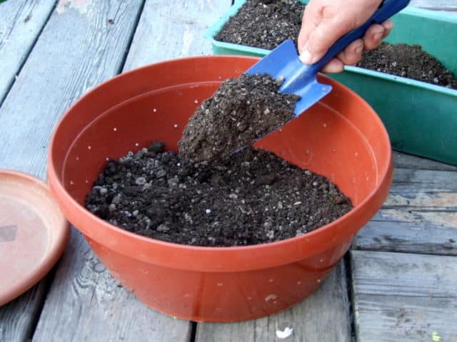 pěstování broskve ze semen