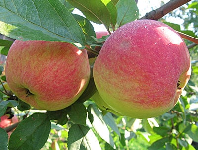 apple tree freshness