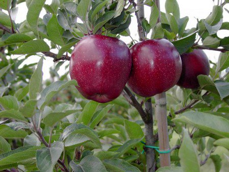 Apfelbaum rot lecker