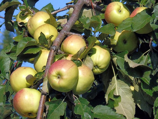 elma ağacı bratchud
