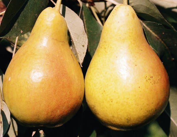 Chizhevskaya pear