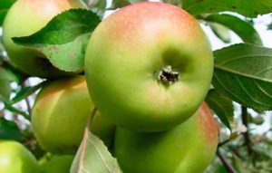 Mô tả, đặc điểm và lịch sử nhân giống của cây táo Bratchud, cách trồng và chăm sóc