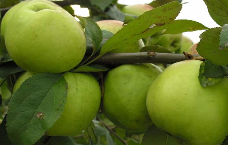 omenapuu bratchud